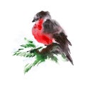 Bullfinch bird sitting on a snowy branch of the Christmas tree. Watercolor illustration isolated on white background Royalty Free Stock Photo