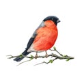 Bullfinch bird on a spring branch. Watercolor illustration. Hand drawn bright pyrrhula pyrrhula eurasian avian. Small