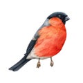 Bullfinch bird watercolor illustration. Hand drawn bright eurasian avian. Small cute bullfinch bird with red brest