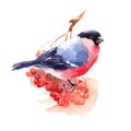 Bullfinch Bird Watercolor Illustration Hand Painted