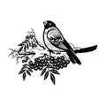 Bullfinch bird - Winter Bird, Wildlife Stencils for Christmas Bird Decor, winter decor, Clipart Vector