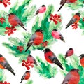 bullfinch birds and fir branches. Background for design.