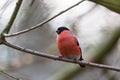 Bullfinch on a branch in the forest Royalty Free Stock Photo