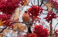 Bullfinch on a branch of mountain ash