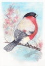 Bullfinch on branch sitting near clusters of rowan berries. Winter Bird pecks berries. Red winter fluffy bird