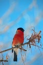 Bullfinch on a branch in winter park Royalty Free Stock Photo