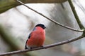 Bullfinch Royalty Free Stock Photo