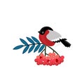 Bullfinch cartoon winter bird sitting on branch of viburnum tree with red berries and green leaf. Vector Eurasian bullfinch with