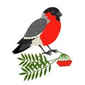 Bullfinch Christmas Bird Royalty Free Stock Photo