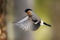 He bullfinch, common bullfinch or Eurasian bullfinch Pyrrhula Royalty Free Stock Photo