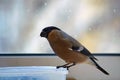 Bullfinch eats seeds. Bullfinch flew on the loggia and eats sunflower seeds. Help the birds in winter. Feeding of birds