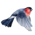 Bullfinch flies on a white background, watercolor drawing flying bird Royalty Free Stock Photo