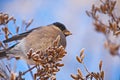 Bullfinch on a frosty sunny day