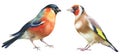 Bullfinch and goldfinch watercolor birds. hand painted illustration