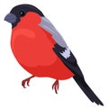 Bullfinch icon. Winter bird. European wild animal