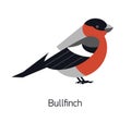 Bullfinch isolated on white background. Cute adorable woodland passerine bird with bright red plumage. Funny forest