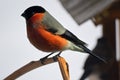 A bullfinch Latin Pyrrhula sits on a branch and looks to the left. The bird flew to the human habitation to the feeding trough.