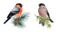 Bullfinch male and female birds on pine branch set. Watercolor painted illustration. Hand drawn Pyrrhula pyrrhula avian