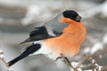 Bullfinch, male (Pyrrhula pyrrhula) Royalty Free Stock Photo