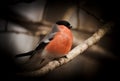 Bullfinch