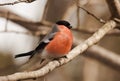 Bullfinch