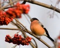 Bullfinch (Pyrrhula) Royalty Free Stock Photo