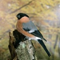 Bullfinch, pyrrhula pyrrhula, Male Royalty Free Stock Photo
