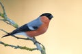 Bullfinch (Pyrrhula pyrrhula) Royalty Free Stock Photo