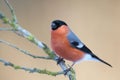 Bullfinch (Pyrrhula pyrrhula) Royalty Free Stock Photo