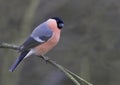 Bullfinch (Pyrrhula pyrrhula) Royalty Free Stock Photo