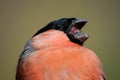 Bullfinch (Pyrrhula pyrrhula) close-up portrait, open beak