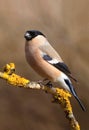 Bullfinch Pyrrhula pyrrhula female