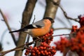 Bullfinch, Pyrrhula pyrrhula, male Royalty Free Stock Photo