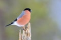 Bullfinch male perched Royalty Free Stock Photo