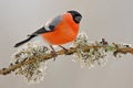 Bullfinch, Pyrrhula pyrrhula, sitting on yellow lichen branch, Sumava, Czech republic, red male songbird with green and yellow cle Royalty Free Stock Photo