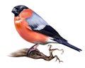 Bullfinch, Pyrrhula