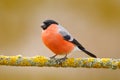 Bullfinch, red bird.