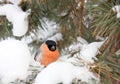 The bullfinch sits on a pine branch