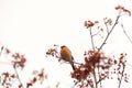 Bullfinch on Rowan Royalty Free Stock Photo