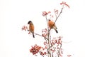 Bullfinch on Rowan Royalty Free Stock Photo