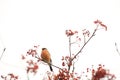 Bullfinch on Rowan Royalty Free Stock Photo