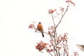 Bullfinch on Rowan Royalty Free Stock Photo