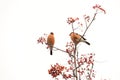 Bullfinch on Rowan Royalty Free Stock Photo