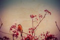 Bullfinch on Rowan Textured Royalty Free Stock Photo