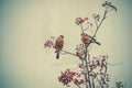 Bullfinch on Rowan Textured Royalty Free Stock Photo