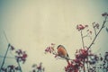 Bullfinch on Rowan Textured Royalty Free Stock Photo