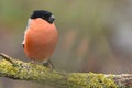 A bullfinch with salmon red breast feathers