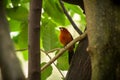 Bullfinch sitiing on branch