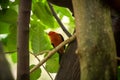 Bullfinch sitiing on branch