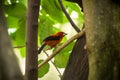 Bullfinch sitiing on branch